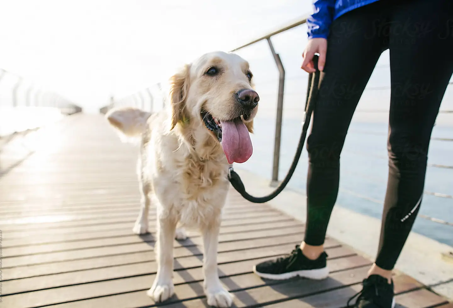 Pet friendly location Hyas Point Apartments in Camas - Washougal Washington